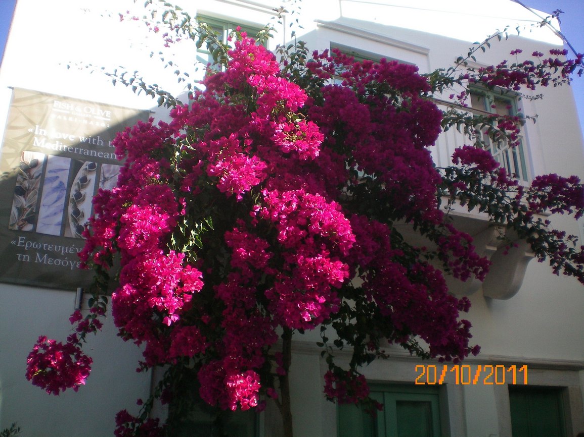 Urlaub Naxos 2011 102.jpg